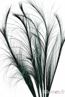 Fazant Hoki - 45-50 cm - dennengroen
